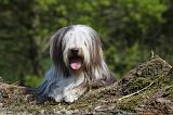 BEARDED COLLIE 152